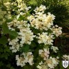 Hydrangea paniculata 'Early Sensation' - Aedhortensia 'Early Sensation' C2/2L